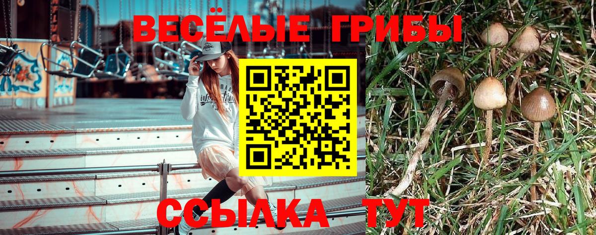 Псилоцибиновые грибы Psilocybe  Галлюциногенные грибы GOLDEN TEACHER  Вход с VPN  Елабуга 